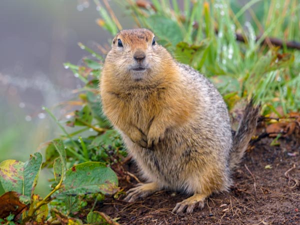 Gophers 101