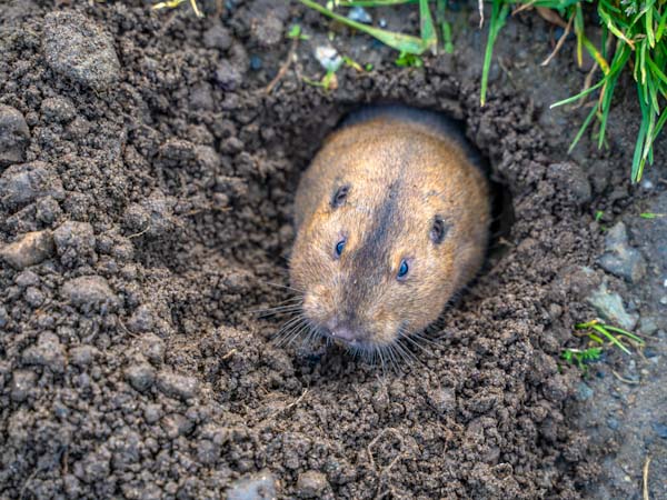 The Surprising Diversity of Gopher Species around the World