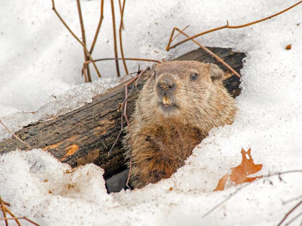FAQs about Gophers