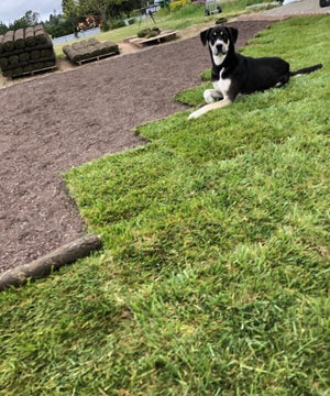 New sod laid over gopher wire on a lawn