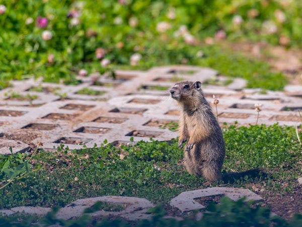 Gopher Invasion - How to Protect Your Lawn