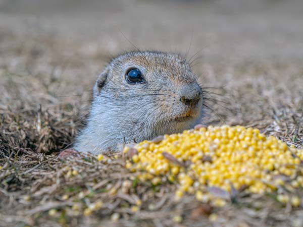 The Role of Gophers in Their Ecosystems: Why They Matter