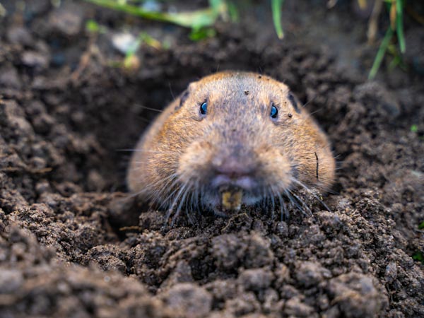 Pocket Gophers - What You Need to Know