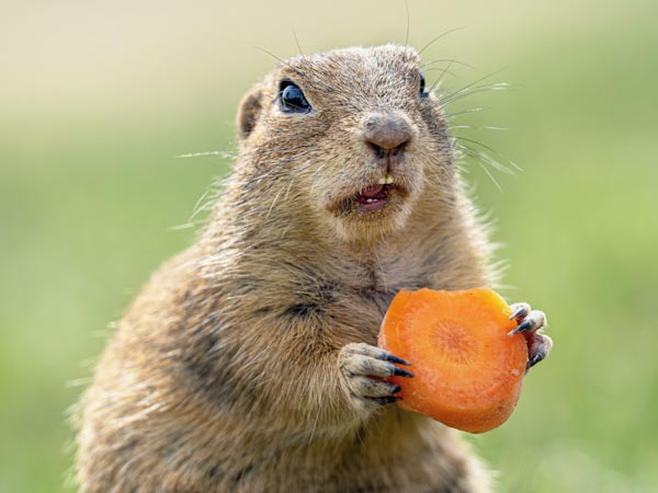 10 Fascinating Facts about Gophers You Never Knew