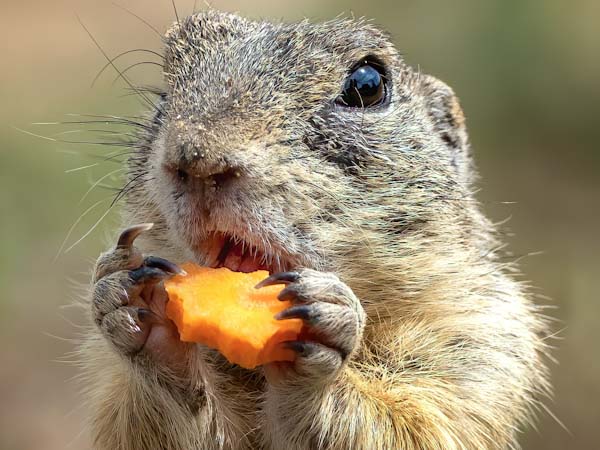 Gophers: How to Keep Them Out of Your Garden